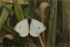 <p>BĚLÁSEK ŘEPOVÝ (Pieris rapae) ---- /Small white - Kleiner Kohlweißling/</p>